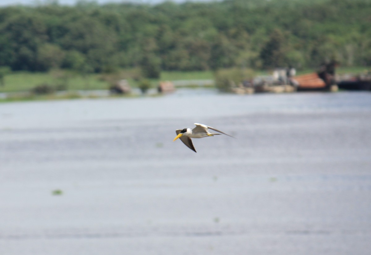 Large-billed Tern - ML624578815