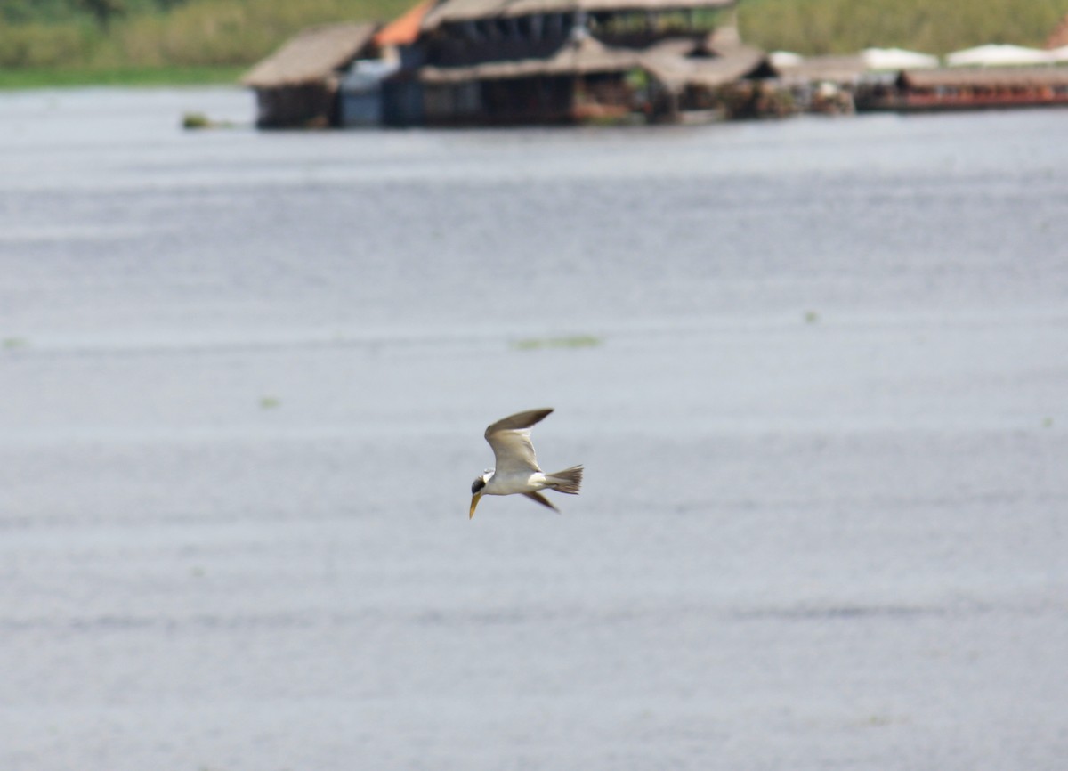 Large-billed Tern - ML624578816