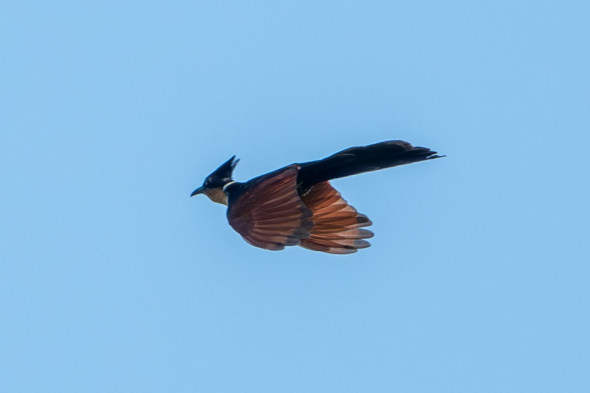 Chestnut-winged Cuckoo - ML624578895