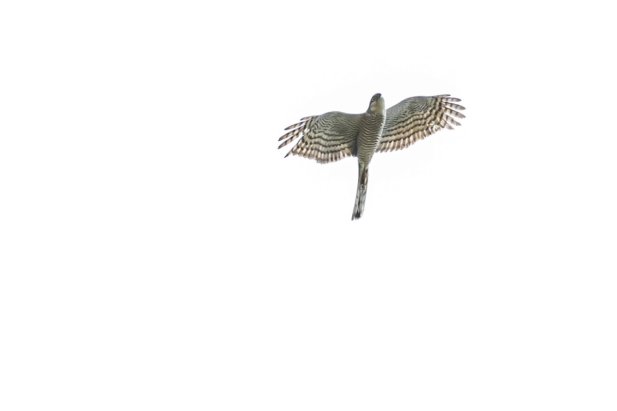 Eurasian Sparrowhawk - ML624578929