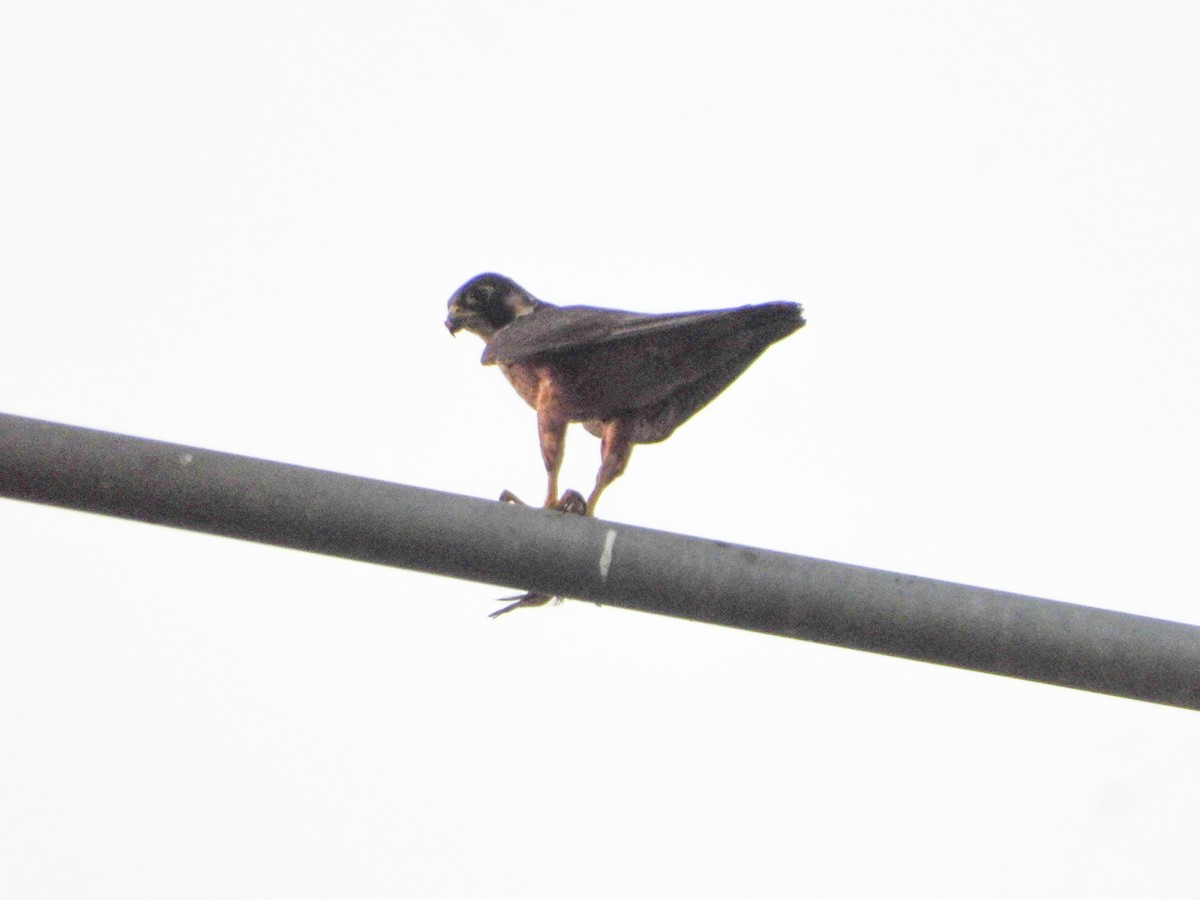 Peregrine Falcon - ML624578941