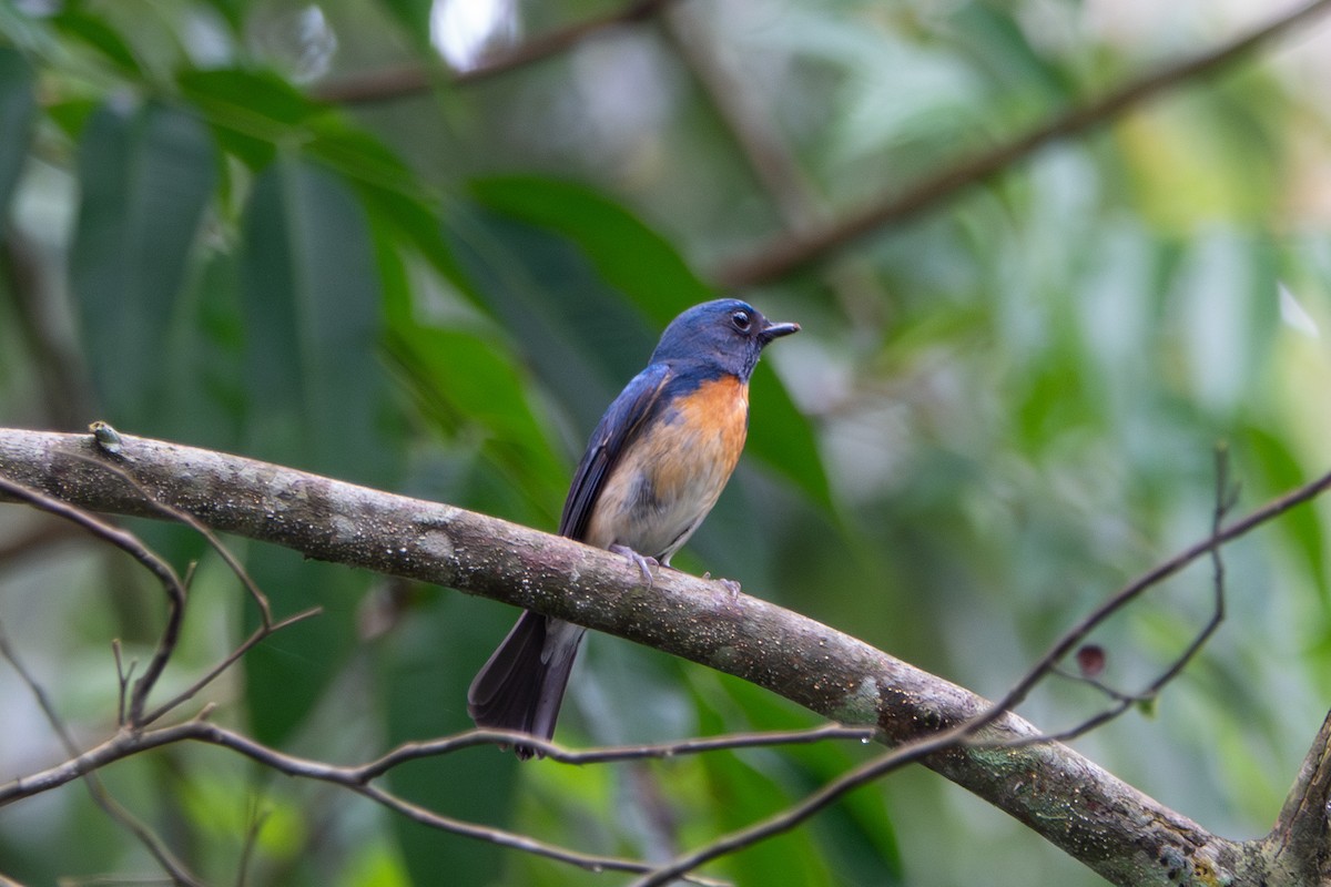 Blue-throated Flycatcher - Najmuddin Fakhruddin