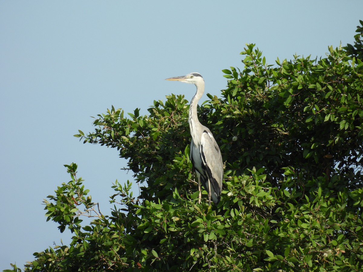 Gray Heron - Quy Ho Phu