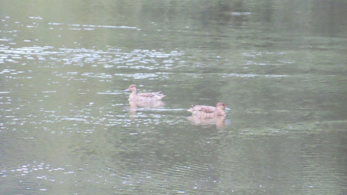 Green-winged Teal - YUKIKO ISHIKAWA