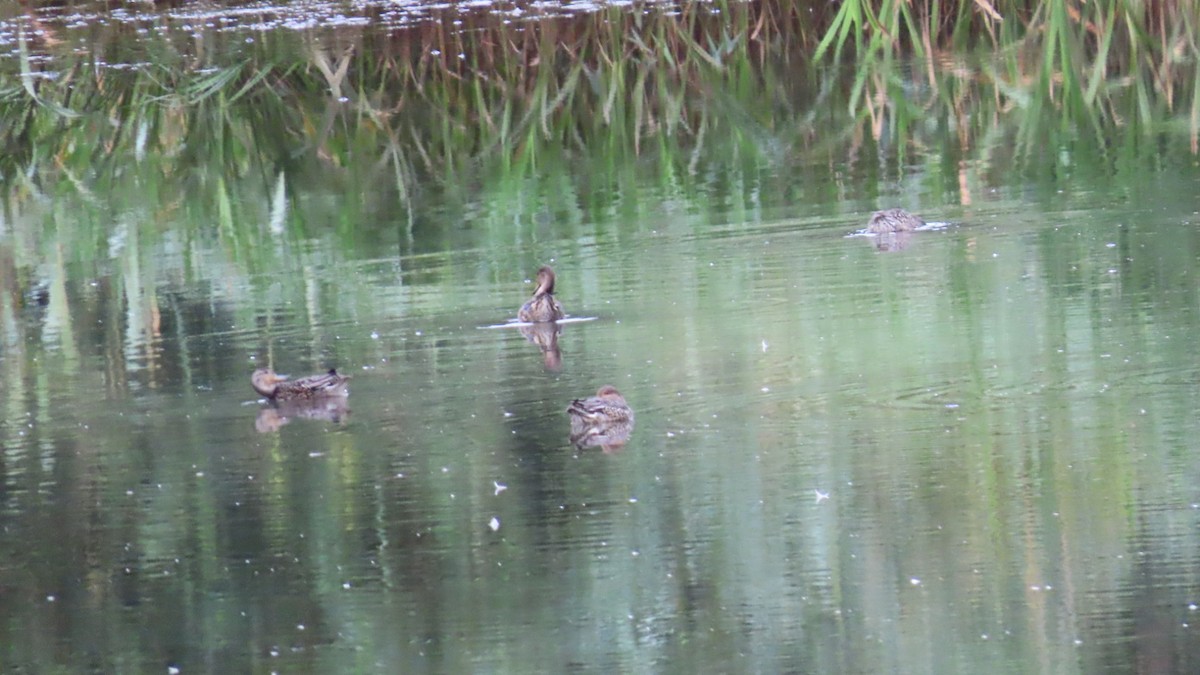 Green-winged Teal - YUKIKO ISHIKAWA