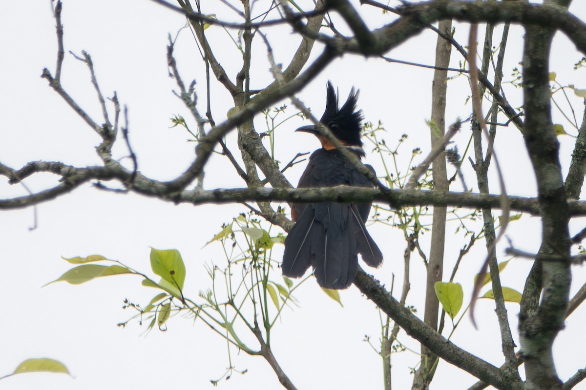 Chestnut-winged Cuckoo - ML624578976