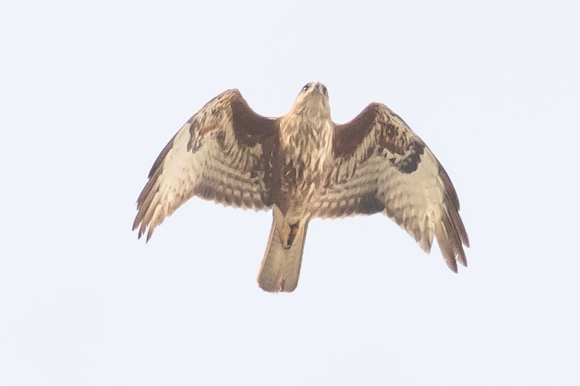 Common Buzzard - ML624578986