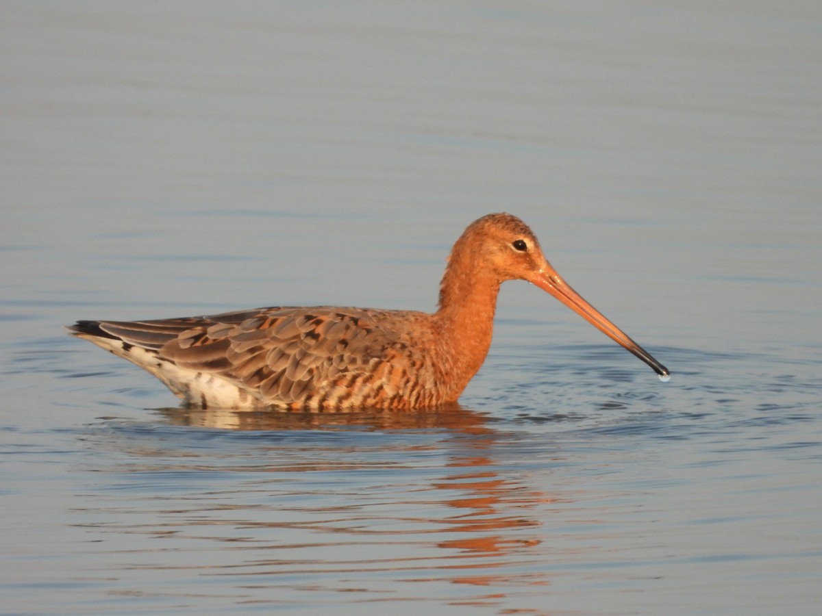 Black-tailed Godwit - ML624578992