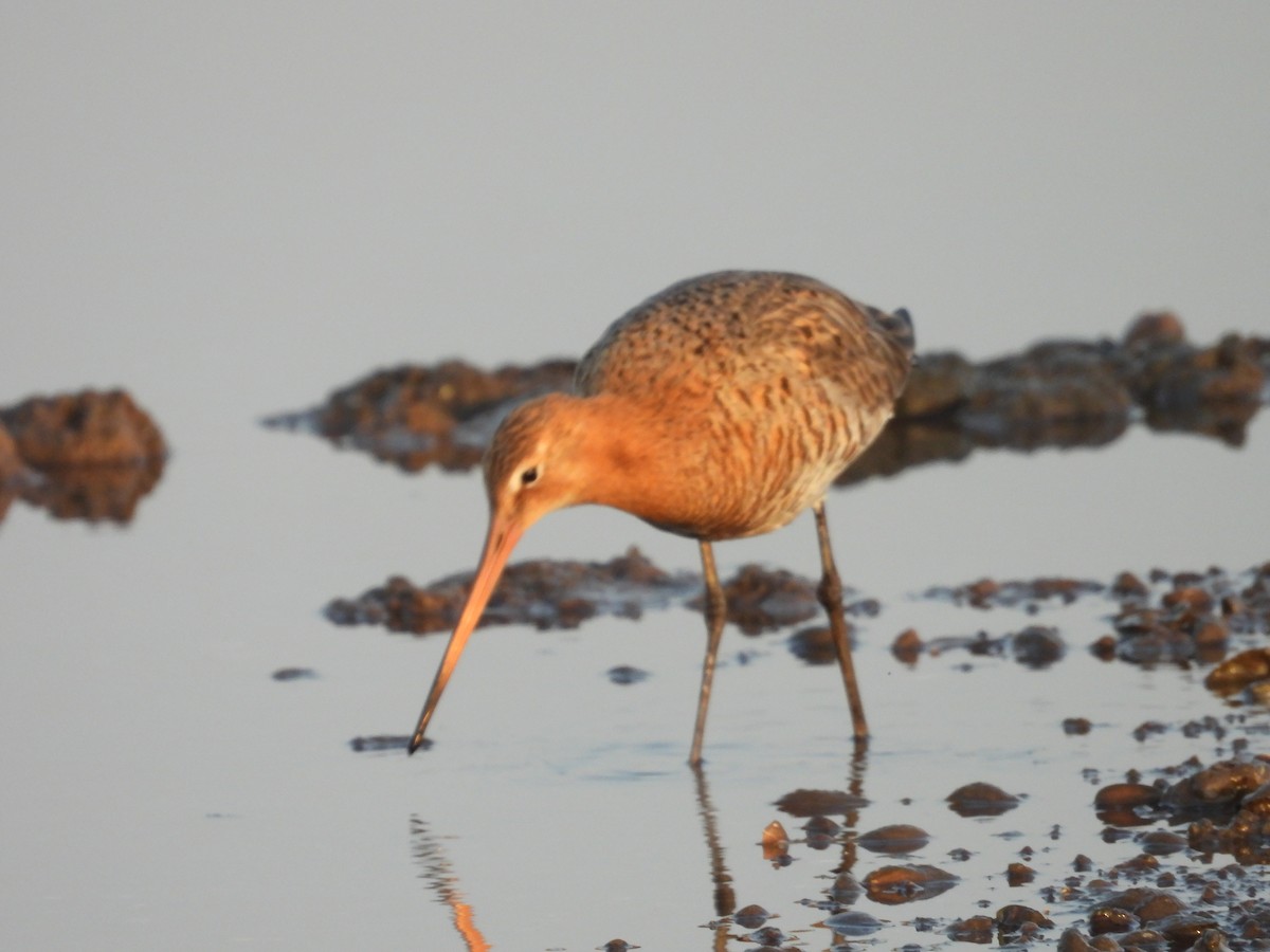 Black-tailed Godwit - ML624578993