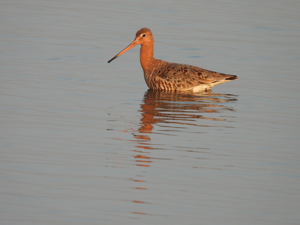 Black-tailed Godwit - ML624578994