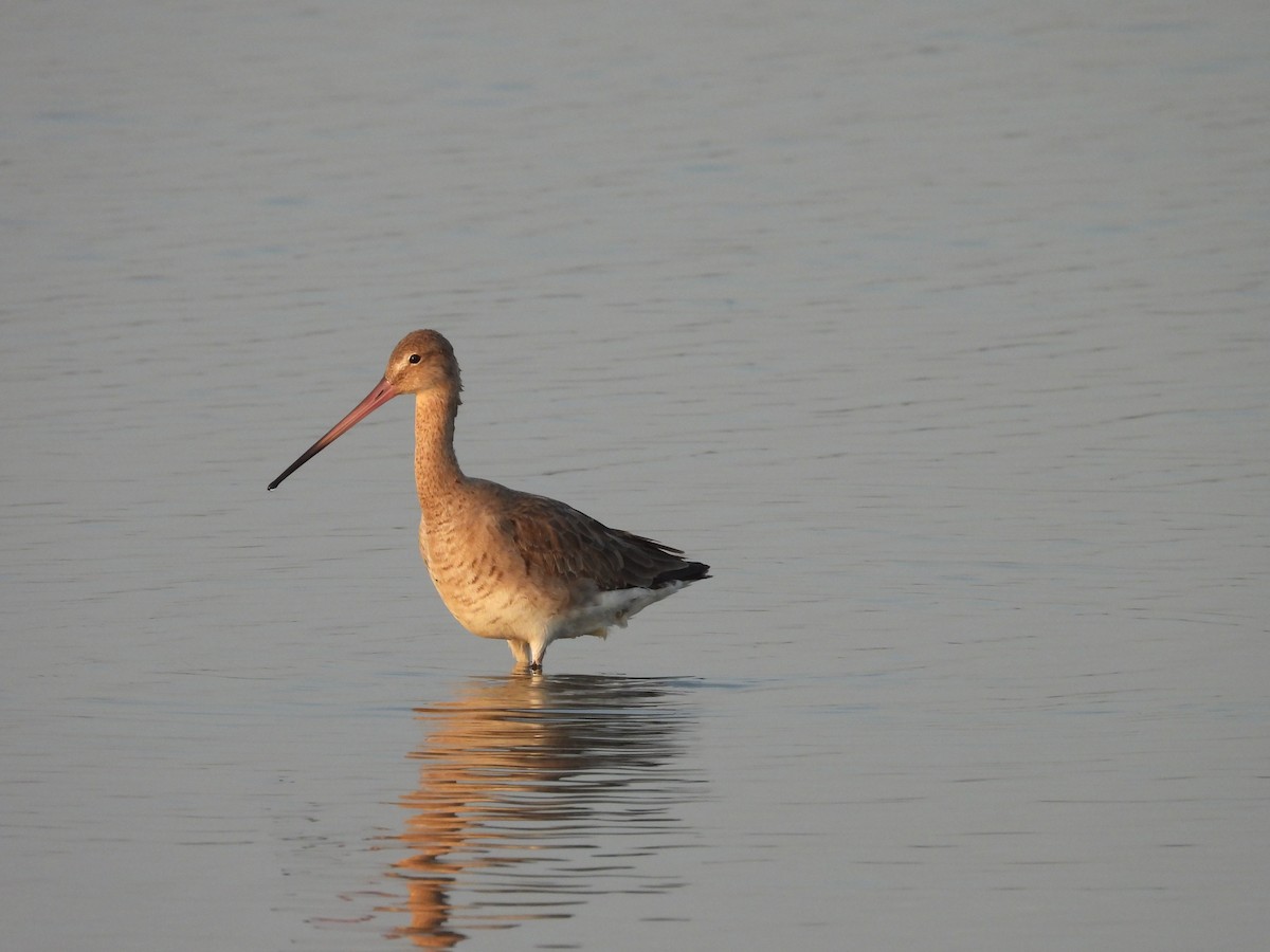 Black-tailed Godwit - ML624578995