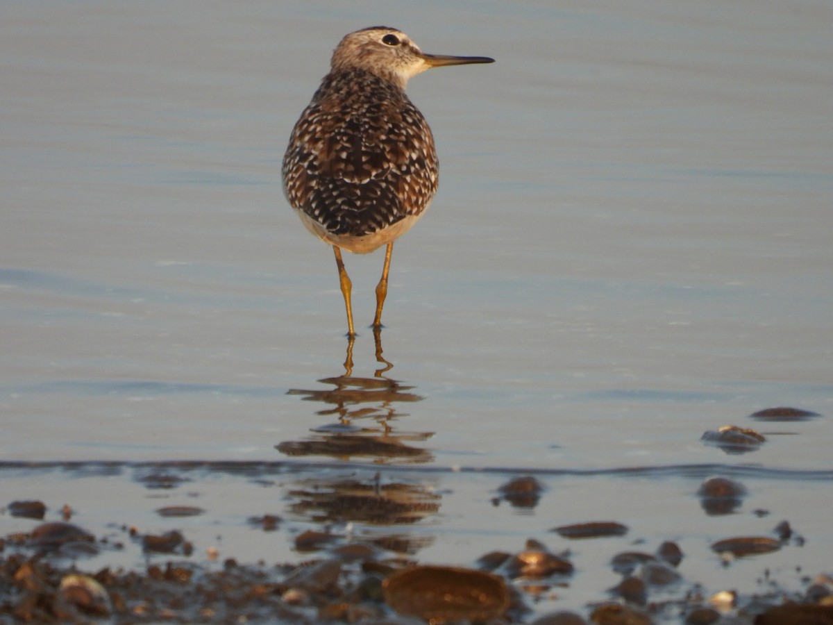 Wood Sandpiper - ML624579006