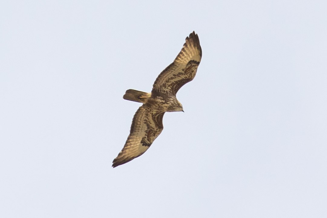 Common Buzzard - ML624579007