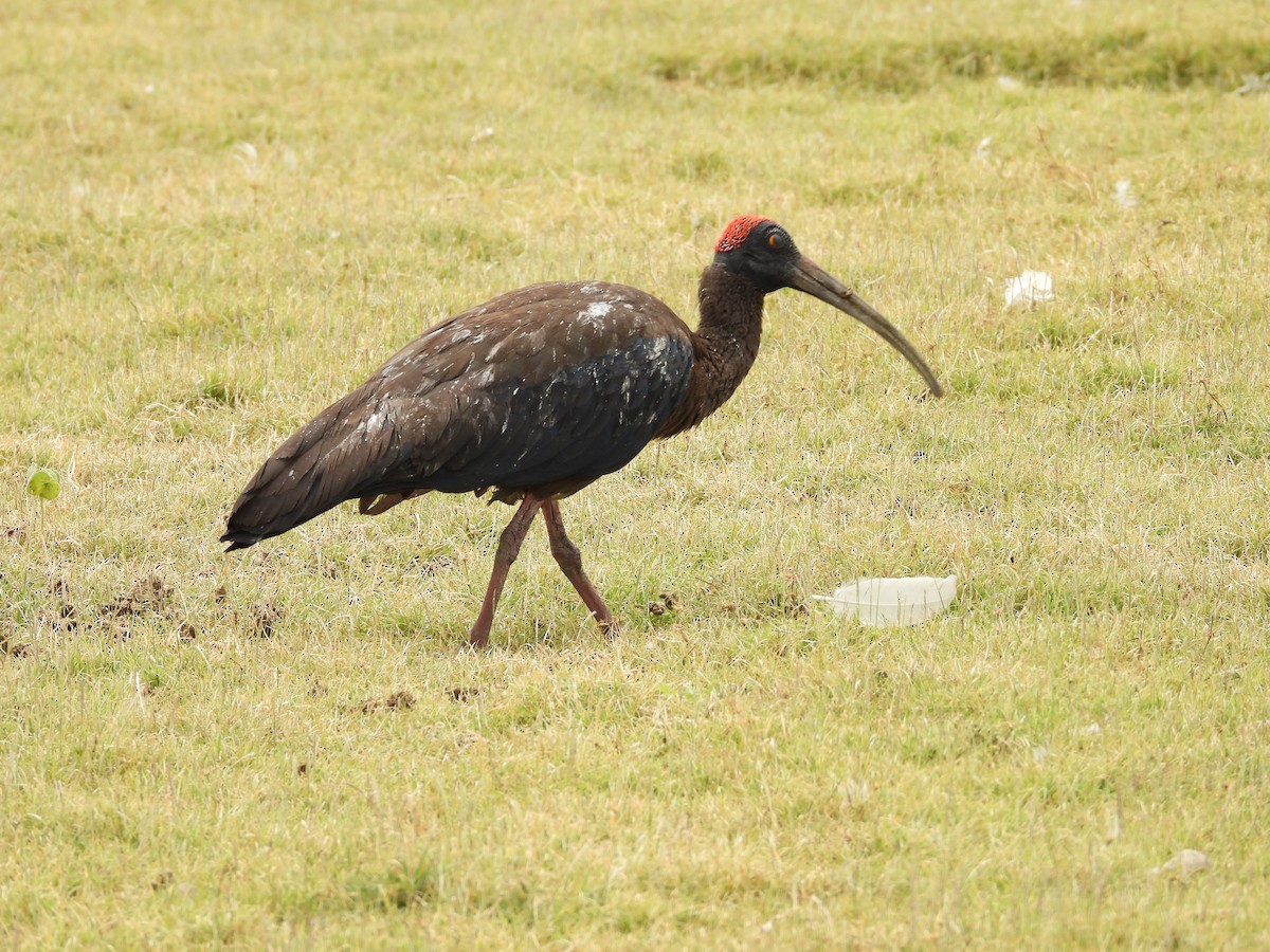 Red-naped Ibis - ML624579016