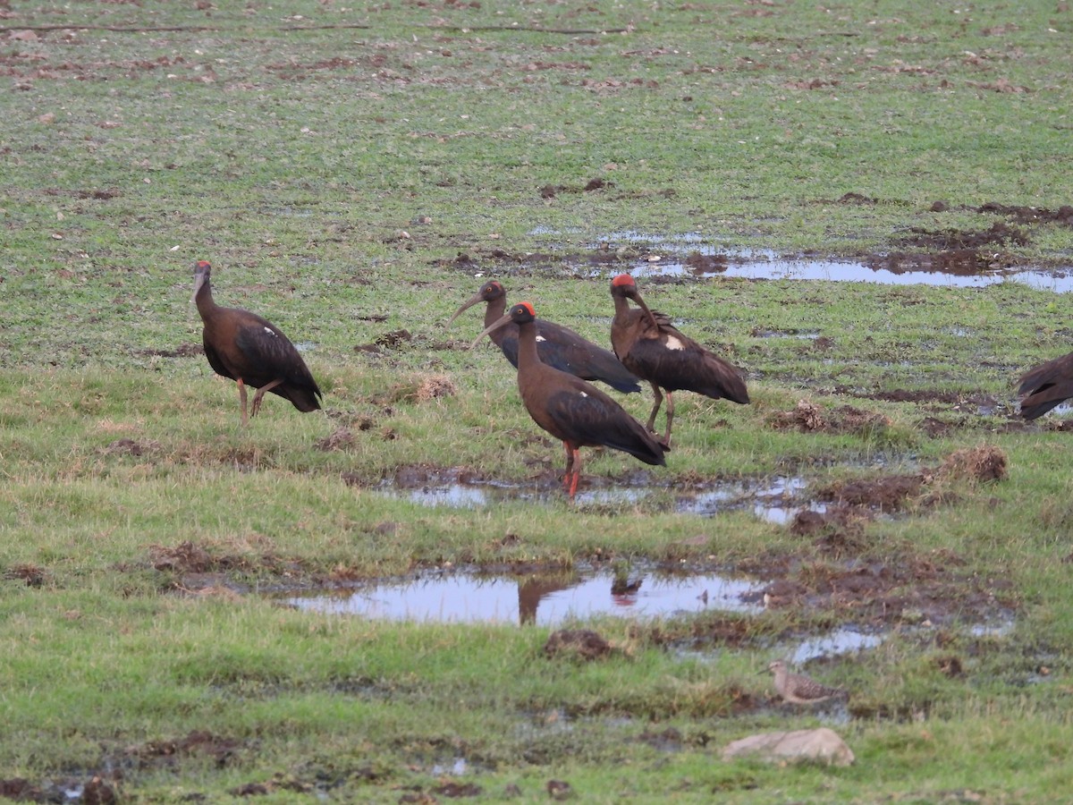 Red-naped Ibis - ML624579017