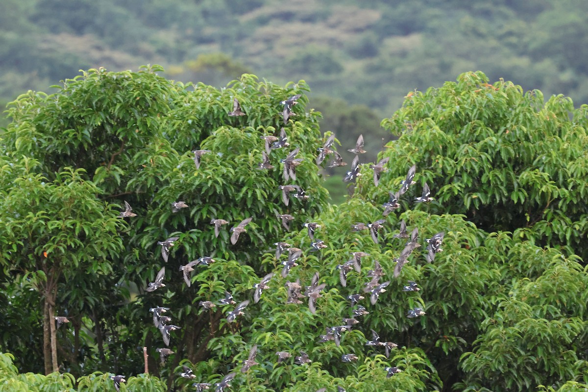 špaček japonský - ML624579031