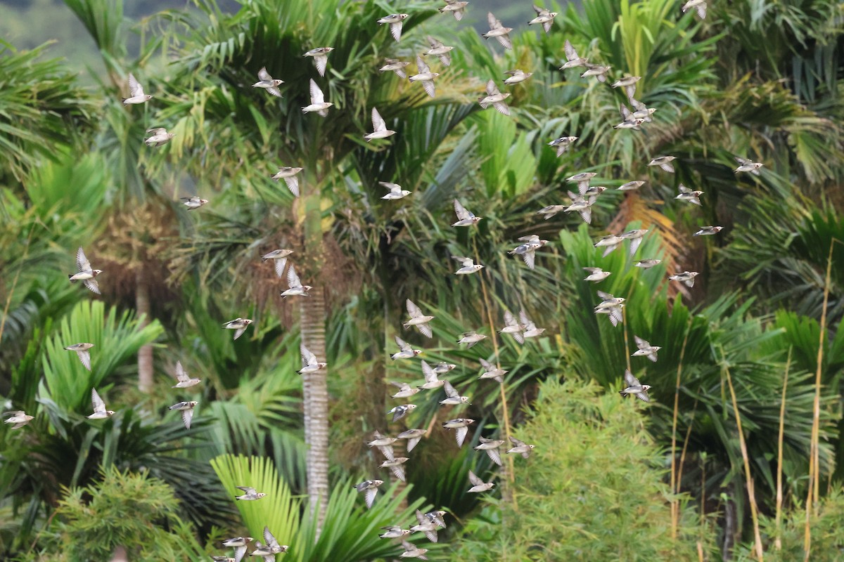 špaček japonský - ML624579048