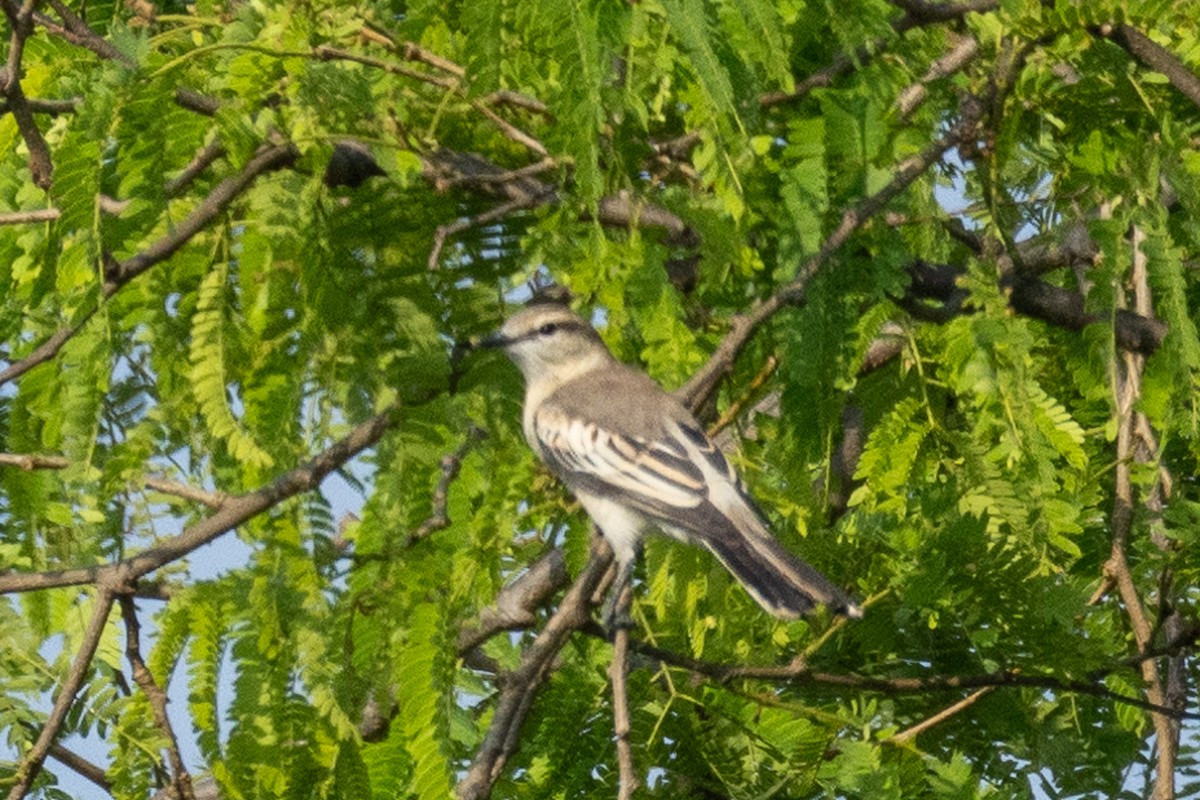 White-shouldered Triller - ML624579055