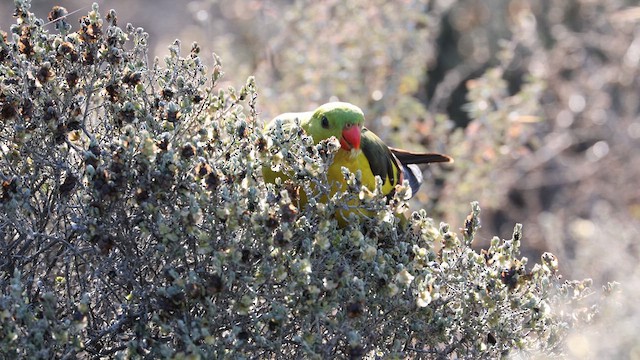 Regent Parrot - ML624579102