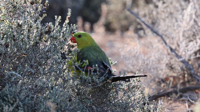 Regent Parrot - ML624579112