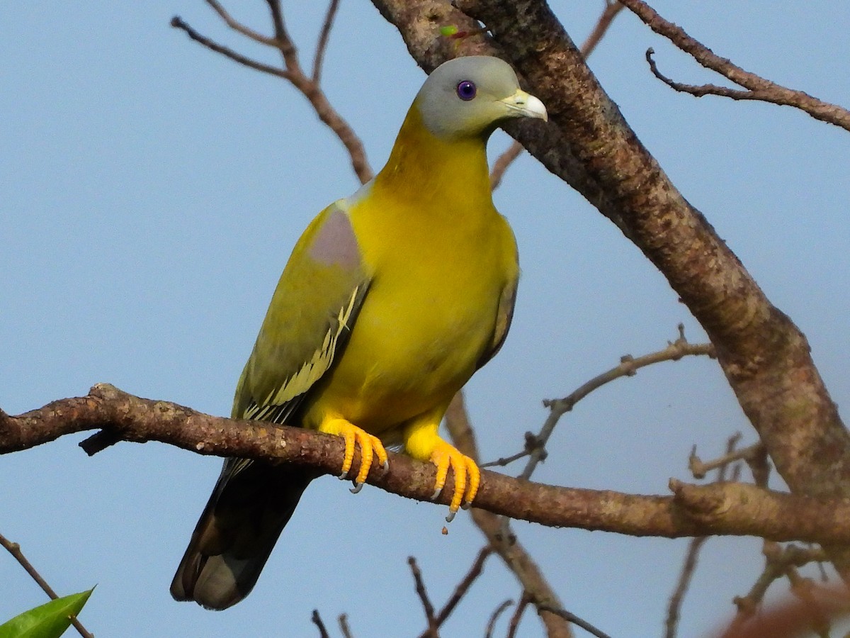 Yellow-footed Green-Pigeon - VAibhAV Patil