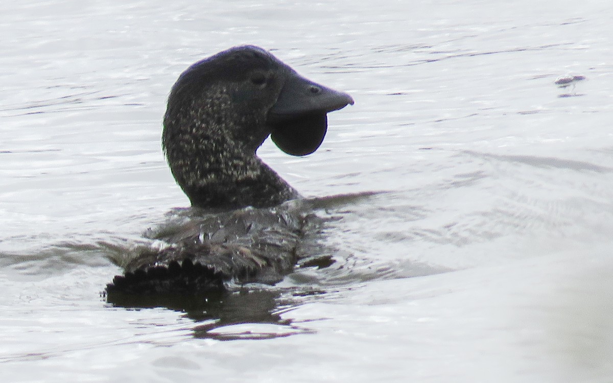 Musk Duck - Mark Nisbet