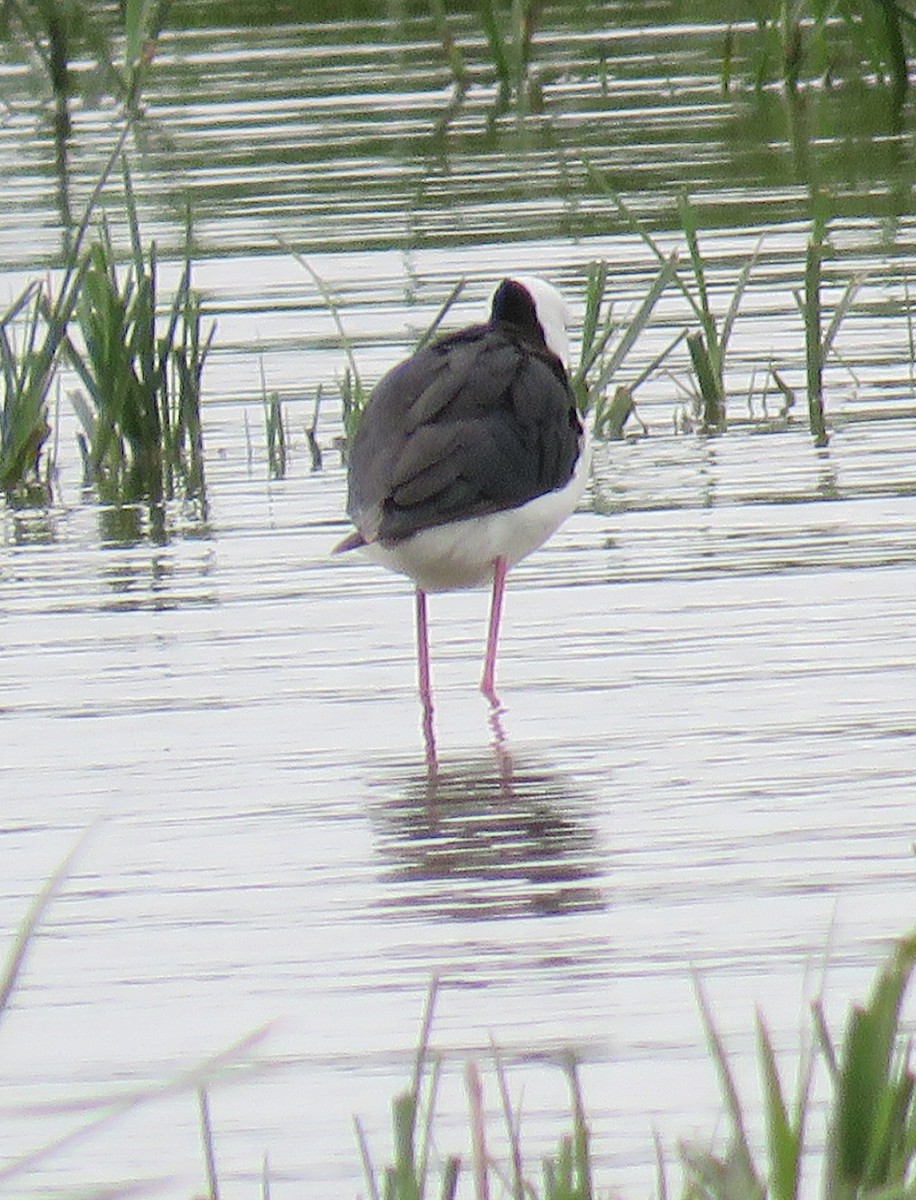 Weißgesicht-Stelzenläufer - ML624579143