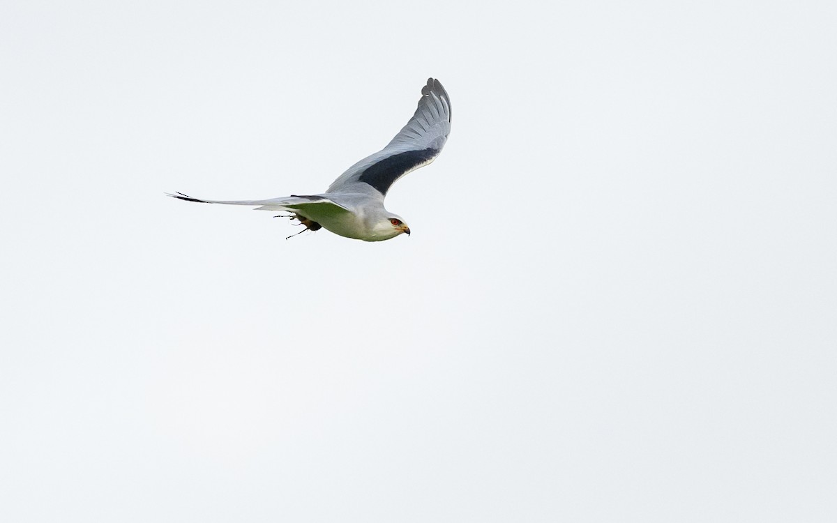 Black-winged Kite - ML624579155