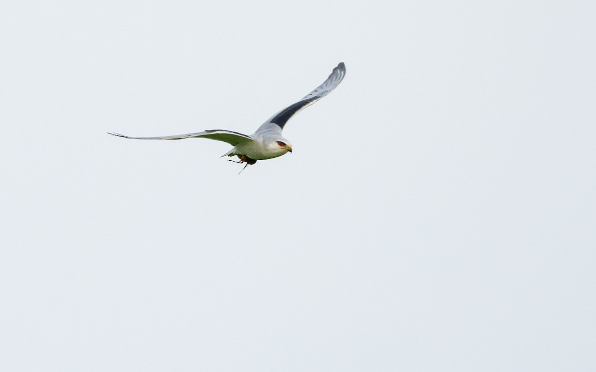 Black-winged Kite - ML624579156