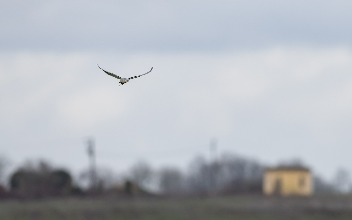 Black-winged Kite - ML624579157