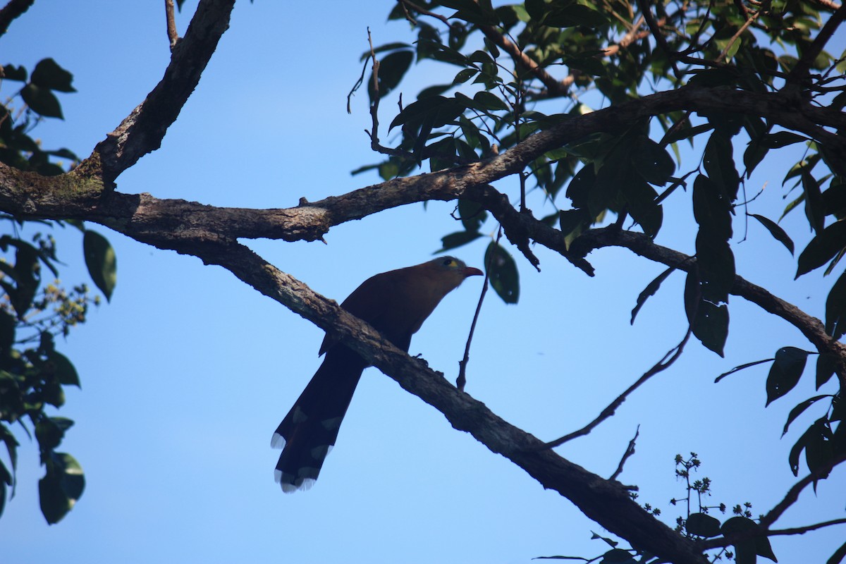 Black-bellied Cuckoo - ML624579158