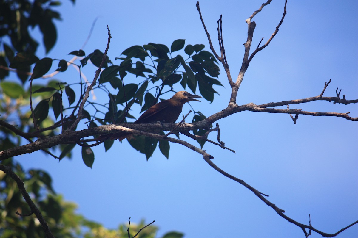 Cinnamon-throated Woodcreeper - ML624579161