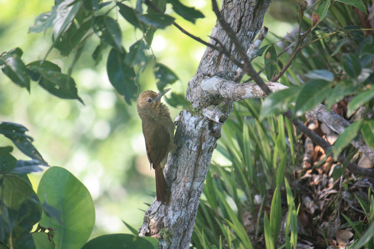 Cinnamon-throated Woodcreeper - ML624579162