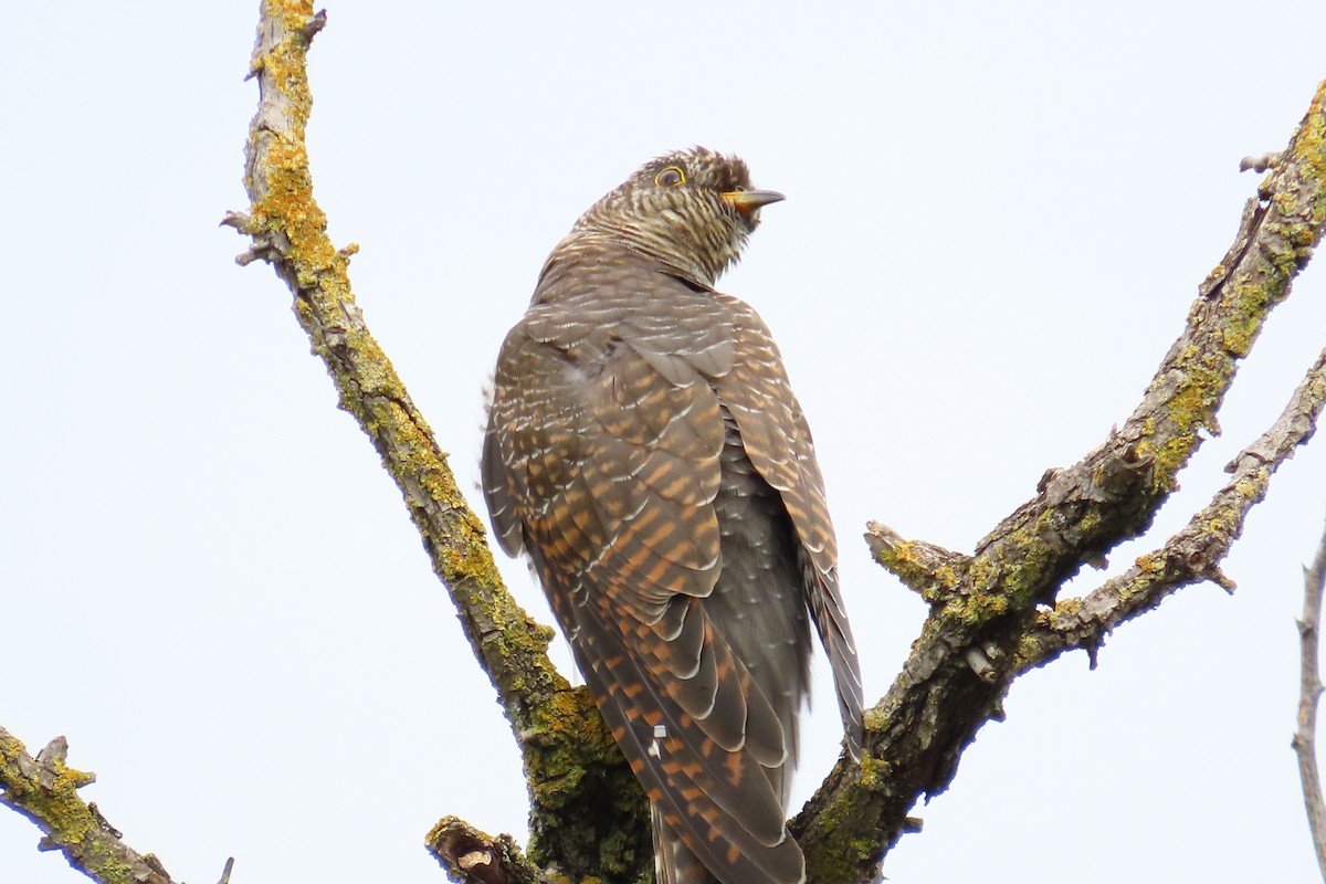 Common Cuckoo - ML624579163