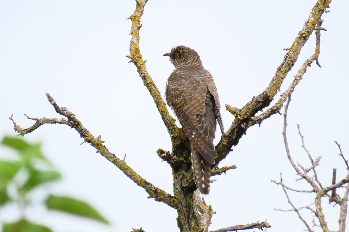 Common Cuckoo - ML624579164