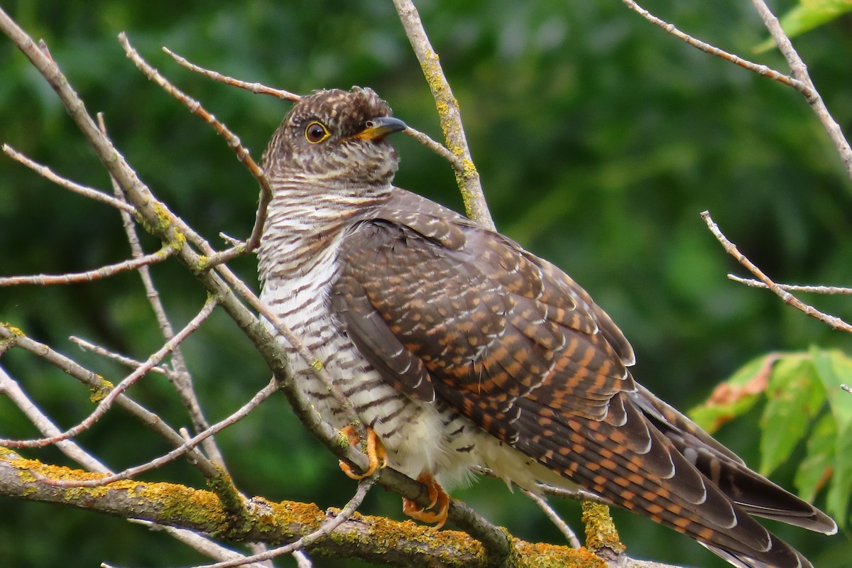 Common Cuckoo - Theodora Tsimpouki