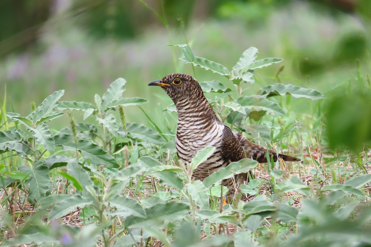 Common Cuckoo - ML624579166