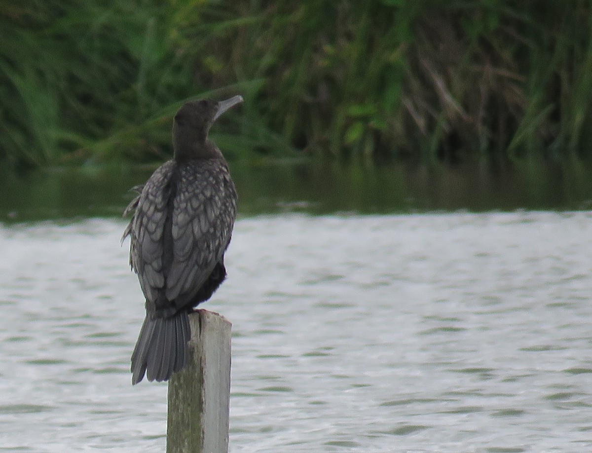 Little Black Cormorant - Mark Nisbet