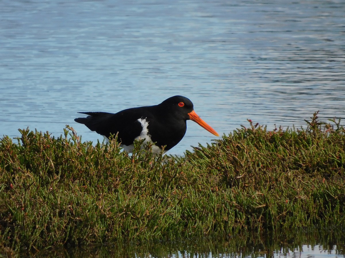 Pied Oystercatcher - ML624579169