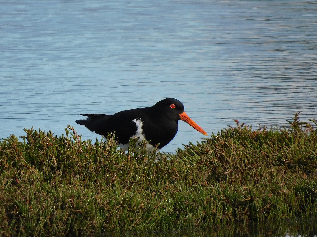 Pied Oystercatcher - ML624579170