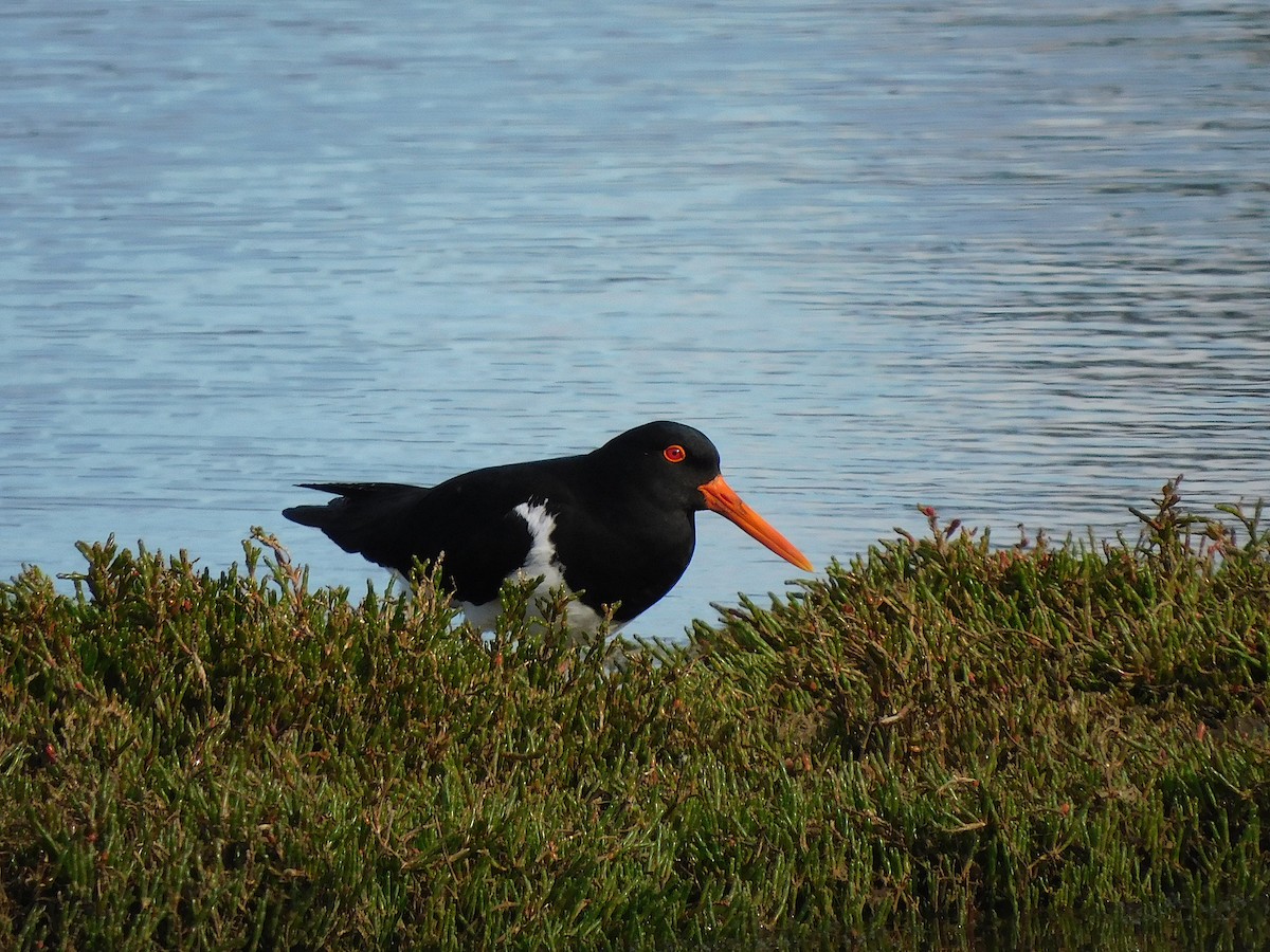 Pied Oystercatcher - ML624579171