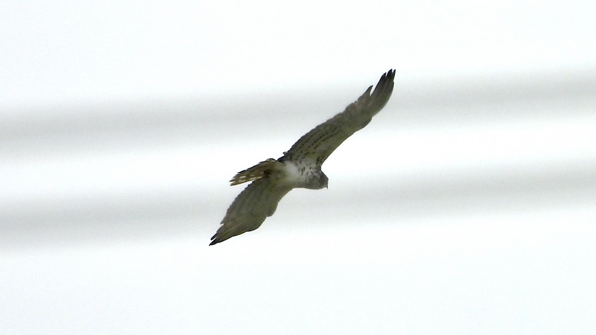 Short-toed Snake-Eagle - ML624579172