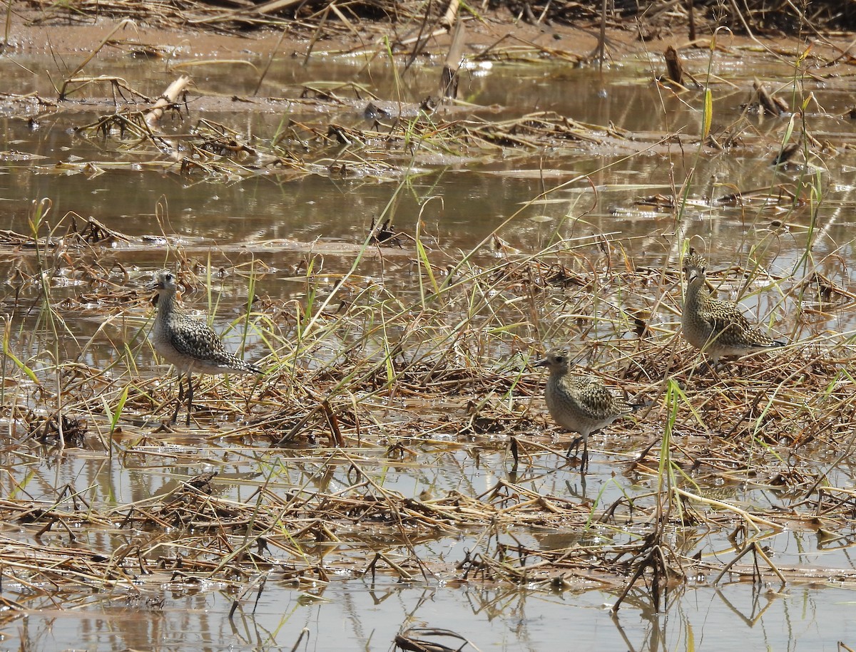 Pacific Golden-Plover - ML624579173