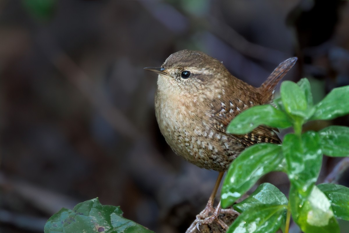 Winter Wren - ML624579174