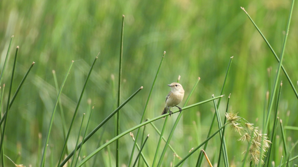 Siberian Stonechat - ML624579183