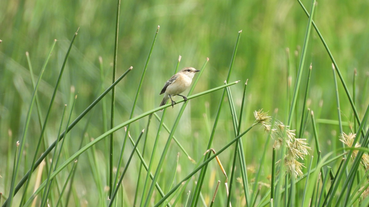 Siberian Stonechat - ML624579184