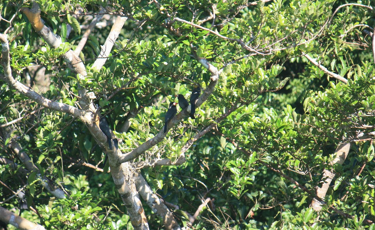 White-fronted Nunbird - ML624579185