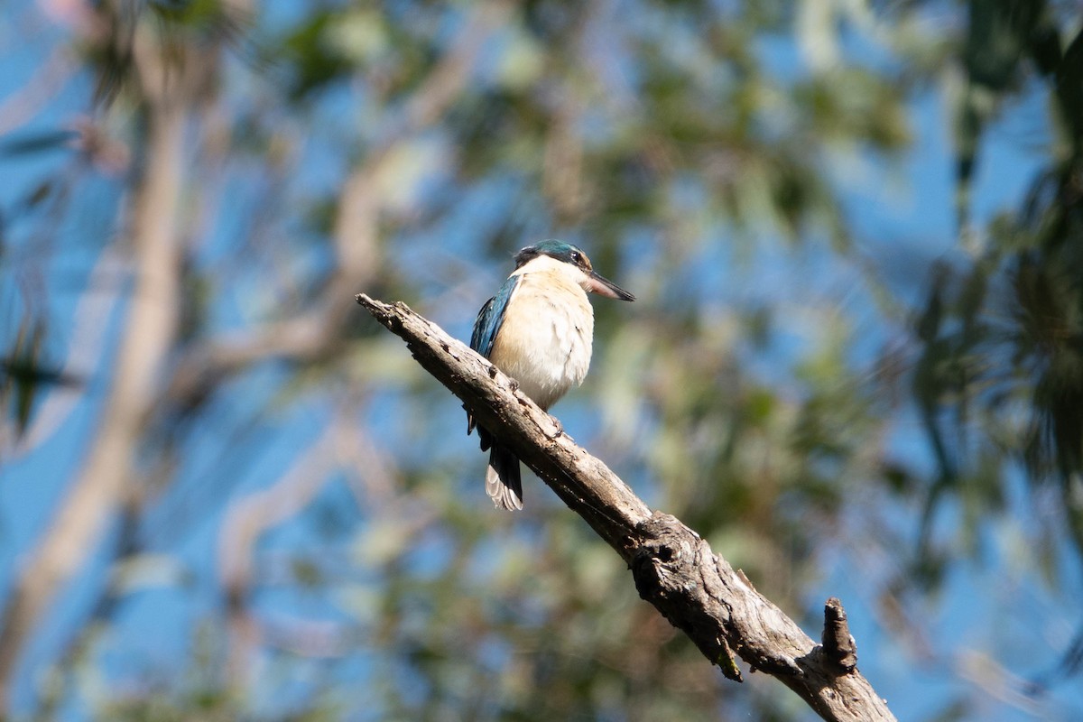 Sacred Kingfisher - ML624579186