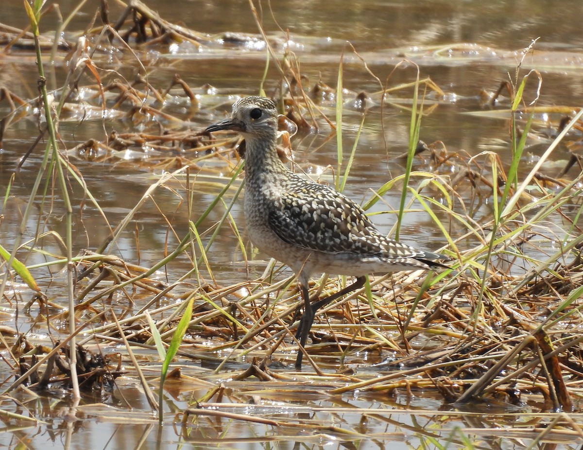 Pacific Golden-Plover - ML624579187