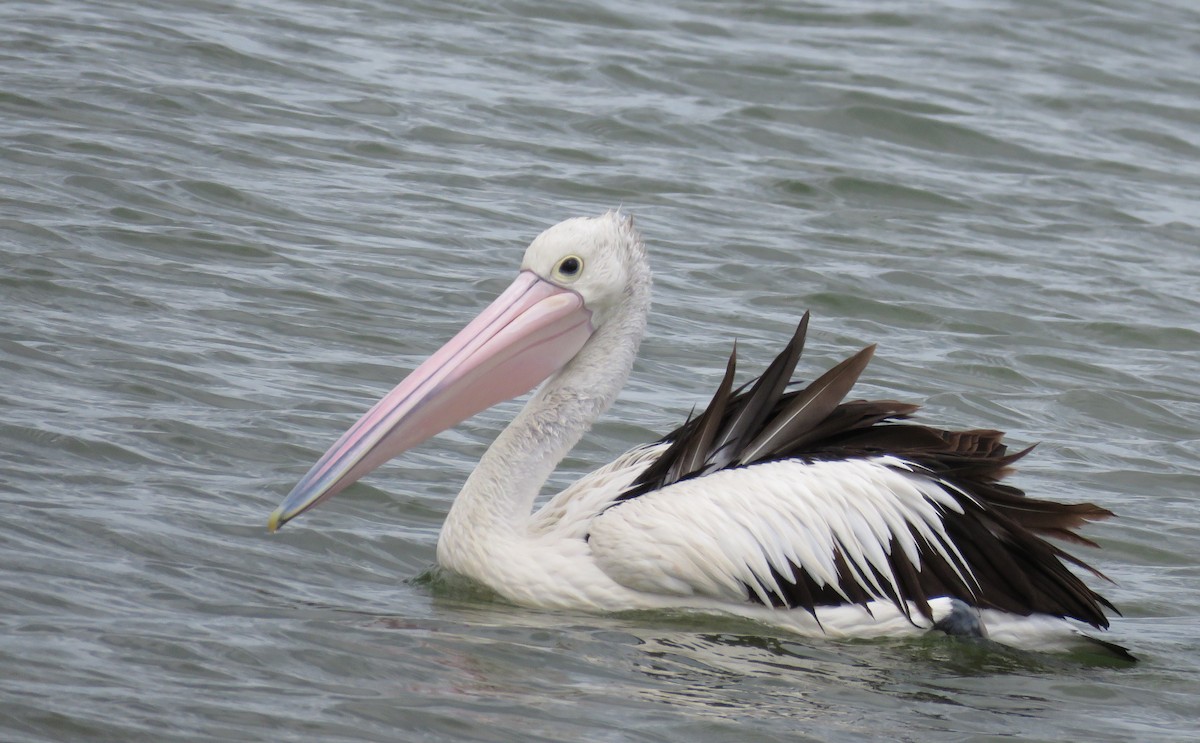 Australian Pelican - ML624579188